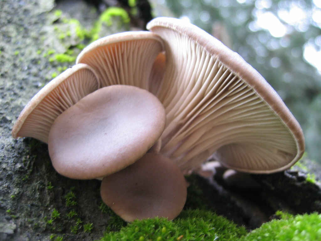 2005 :  Un anno di funghi